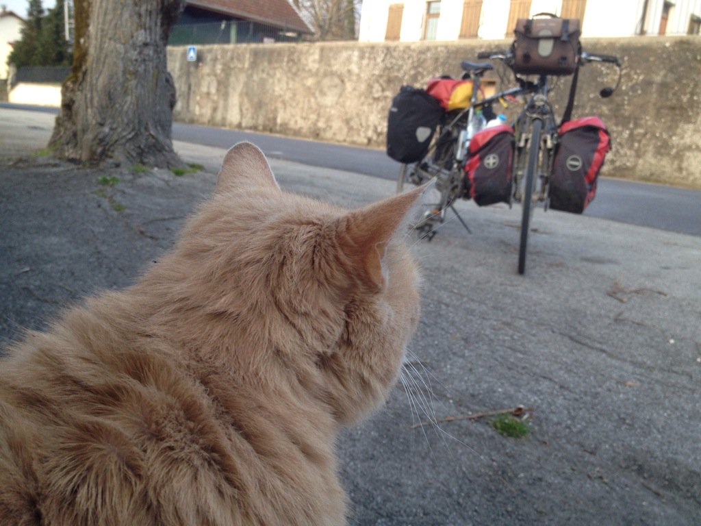 Katze in Chessenaz